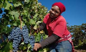 South Africa Harvest
