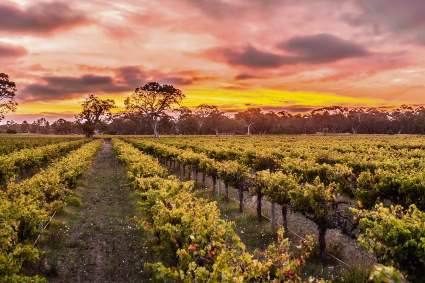 Vintage 2019 What to expect in Langhorne Creek, South Australia