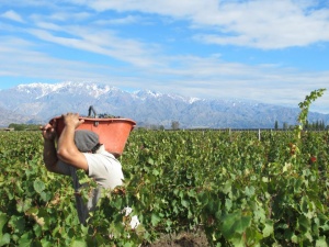 Argentina uco valley harvest