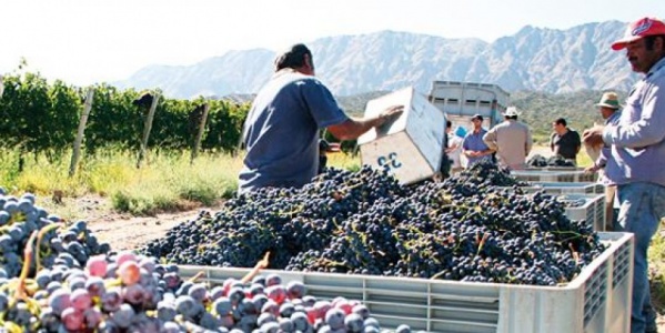 Fecovita harvest