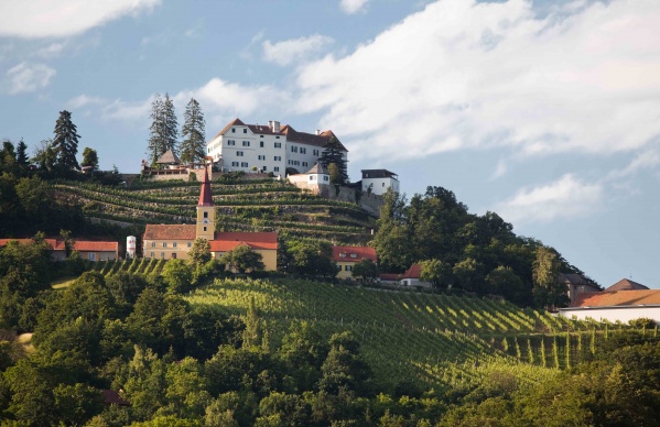 Austria vineyard 2