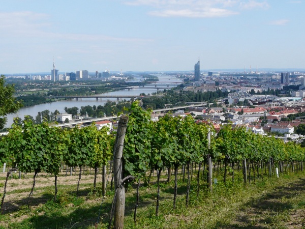 Austria vineyard